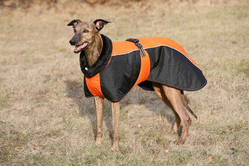 dressed dog - whippet