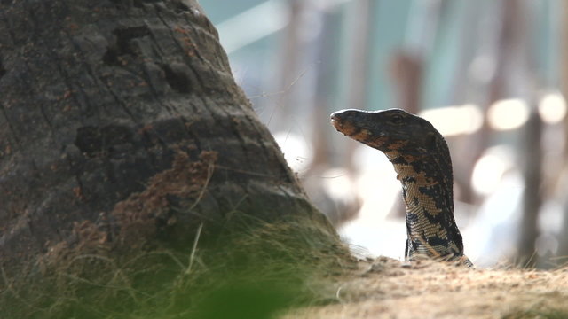 monitor lizard