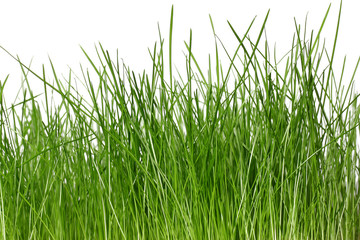Fototapeta premium Frisches Gras