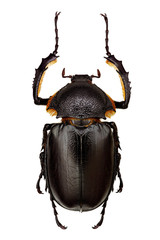 Propomacrus bimucronatus specimen isolated