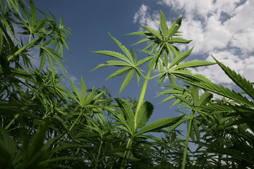 hemp, marihuana