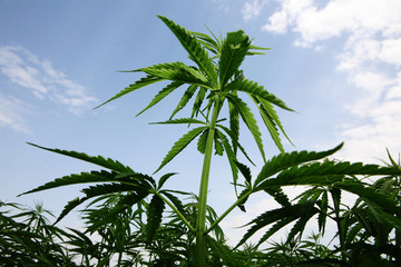 hemp, marihuana