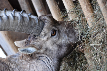 Steinbock frisst Stroh