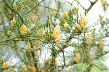 Unripe coniferous