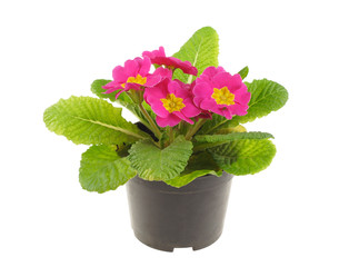 Seedling of pink primrose, isolated on white