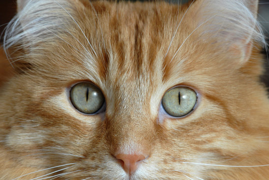 domestic cat face close up