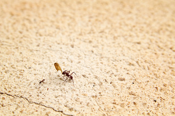 Ants