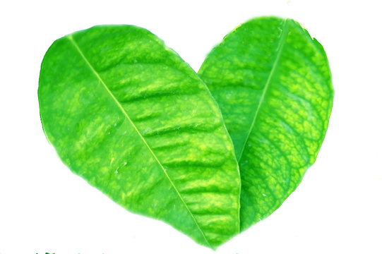 Corazón de hojas de naranjo 91