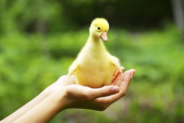 gosling in hand