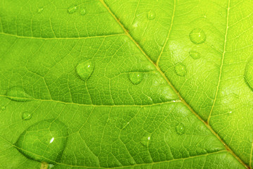green leaf