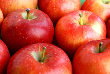 close-up red apples row