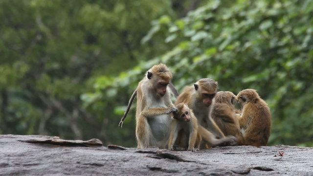 Monkey