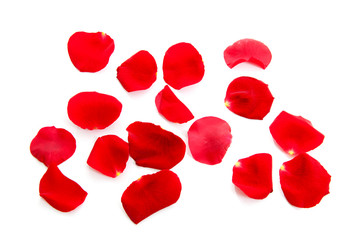 red rose petals over white background