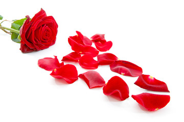 Fototapeta na wymiar red rose and leaves over white background