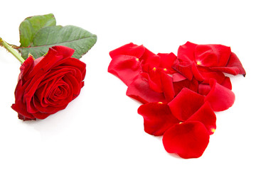 red rose and leaves in shape of heart over white background