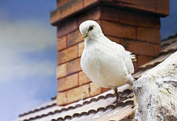 Pigeon on a roof