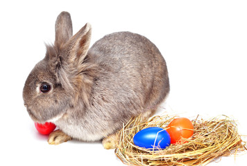 Osterhase