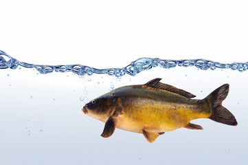 Fische 2
