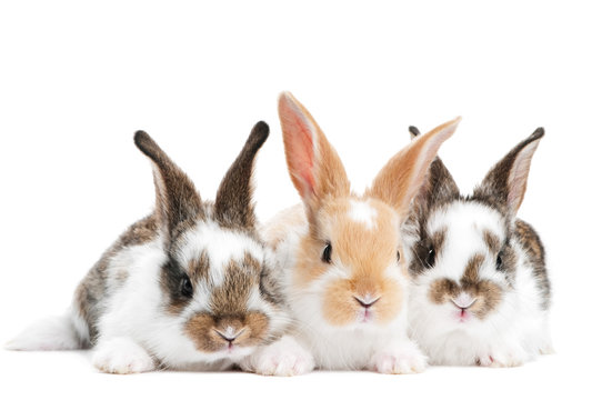 three young baby rabbit isolated