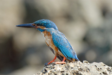 Emerald Kingfisher on Grey Stone Background