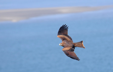 Black Kite flying over sea and small empty island - 29927291