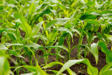 plantation young green corn leaves, closeup