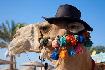 Keuken foto achterwand Kameel Grappige kameel