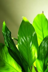Spinach fresh leaves