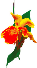 Tropische Pflanze mit leuchtend gelben und roten Blütenblättern
