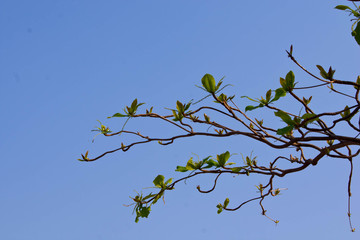Fresh leaf and blue sky