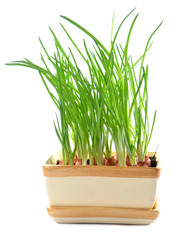 Chives in pot isolated