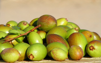 Les fruits de l'arganier