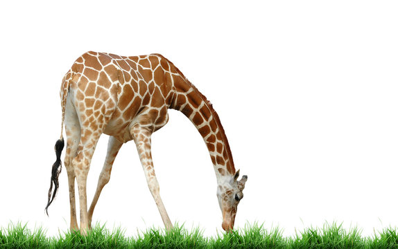 giraffe with grass isolated