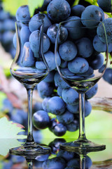 grappa- and wineglass