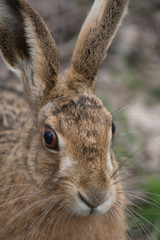 Hare