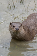 otter