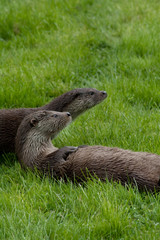 otters