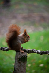 Red squirrel
