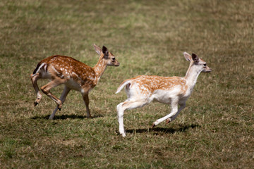 running deer