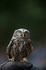Little Owl