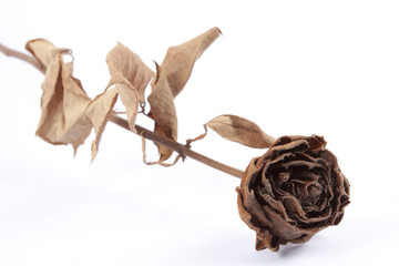 Dark brown dried rose, flower.