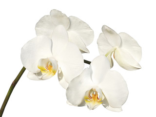 Fototapeta na wymiar white orchid on the white background
