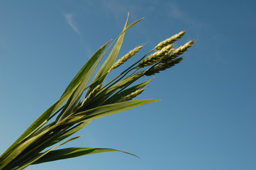 Ears of wheat