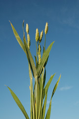 Ears of wheat