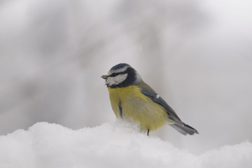 Fototapeta premium Blue Tit, Cyanistes caeruleus