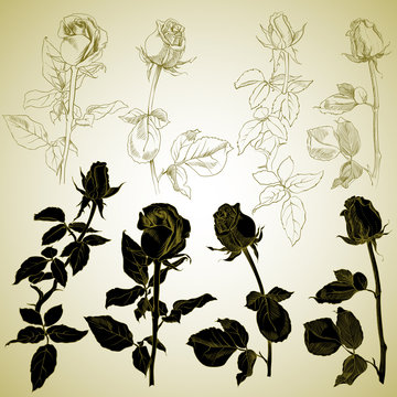 set of rosebuds, sketch, vector illustration