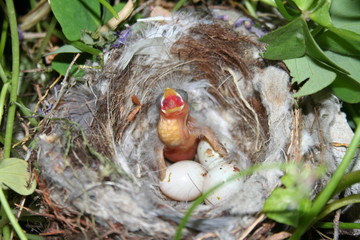 Todo en la vida comienza por ser peque&ntilde;ito