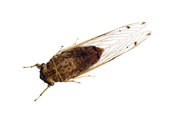 Cicada, cicadidae, Australian species, wingspan 60mm