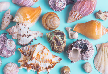Colorful Seashell Assortment