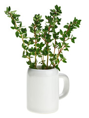 Fresh green thyme bunch in small ceramic noggin
